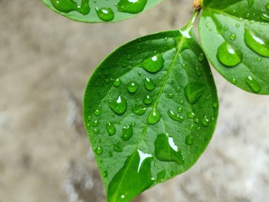 Yağmur damlalarının vurduğu yaprakların doğal arkaplanı. doku efekti.