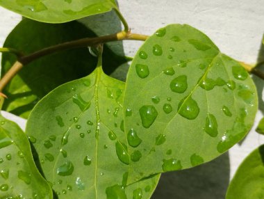 Yağmur damlalarının vurduğu yaprakların doğal arkaplanı. doku efekti.
