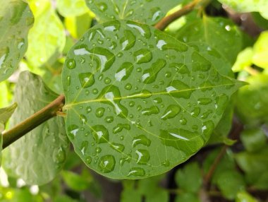 Yağmur damlalarının vurduğu yaprakların doğal arkaplanı. doku efekti.