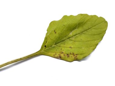 Spinach leaves are spotted with black spots. Black spots on spinach leaves are caused by biotic and abiotic influences. on a white background clipart