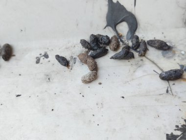 Evin çatısında fare dışkısı koleksiyonu var. Fare dışkısı, Salmonella ve Streptobacillus gibi tehlikeli bakterileri taşıyabilir ve Hanta virüsü gibi hastalıkları hava parçacıkları aracılığıyla yayabilir.