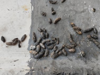 Evin çatısında fare dışkısı koleksiyonu var. Fare dışkısı, Salmonella ve Streptobacillus gibi tehlikeli bakterileri taşıyabilir ve Hanta virüsü gibi hastalıkları hava parçacıkları aracılığıyla yayabilir.