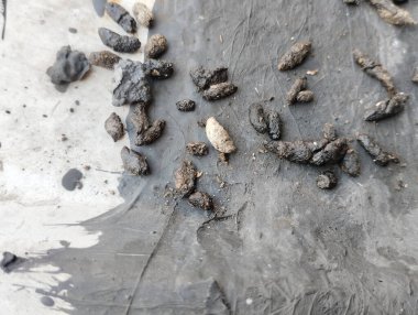 Evin çatısında fare dışkısı koleksiyonu var. Fare dışkısı, Salmonella ve Streptobacillus gibi tehlikeli bakterileri taşıyabilir ve Hanta virüsü gibi hastalıkları hava parçacıkları aracılığıyla yayabilir.