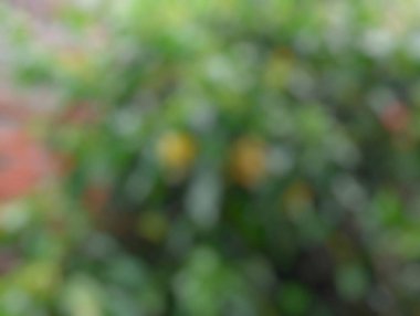 Yaprakların doğal arkaplanı bulanıklaşıyor.