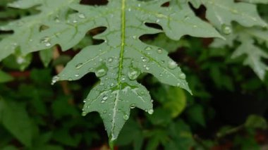 Yağmur damlalarına maruz kalan papaya yapraklarının doğal arkaplanı