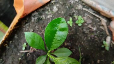 iyi yetişen limon tohumları.