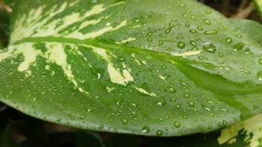 Aglaonema yapraklarının doğal arkaplanı veya Endonezya dilinde yağmur damlalarına maruz kalan sri rejeki