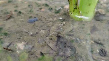 Su birikintilerindeki sivrisinek larvaları yağmur suyu damlayan saksılarda.