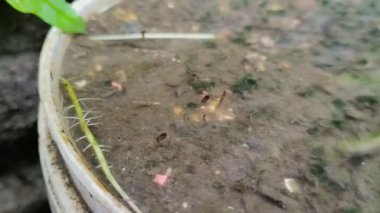 Su birikintilerindeki sivrisinek larvaları yağmur suyu damlayan saksılarda.