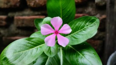 Bakire ayağının çiçeği (Catharanthus Roseus Don) sabah güzel bir şekilde açar.