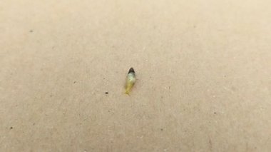 Sumpil (Subulina octona) adında bir bitki türü kahverengi arka planda sürünür. Küçük sarı bir salyangoza benzeyen bir bitki.