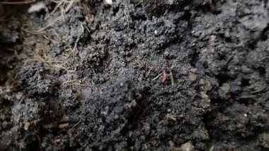 Islak toprakta sürünen solucanlar. toprak solucanları toprağı gübreleyebilir.
