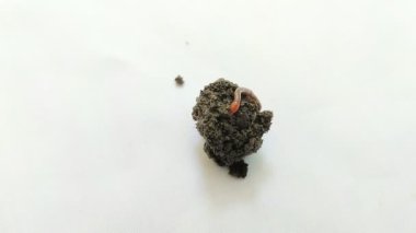 Beyaz arka planda ıslak toprakta sürünen solucanlar. Solucanlar toprağı gübreleyebilir.
