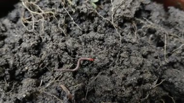 Islak toprakta sürünen solucanlar. toprak solucanları toprağı gübreleyebilir.
