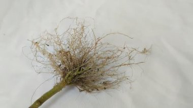 Beyaz arkaplanda lifli kökler