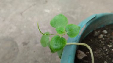 Çin betel yaprakları. Betel yaprakları romatizma gibi çeşitli hastalıkları tedavi edebilir, kanseri önleyebilir, sindirim sistemini iyileştirebilir, kırık kemiklerin iyileşmesini hızlandırabilir ve gut hastalığını tedavi edebilir..