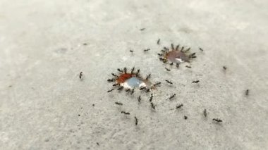 Siyah karınca sürüsü tatlı bir içecek yudumluyor.