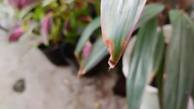 Bitkilerin kuru yaprak uçları. Hastalıklar, haşereler, susuzluk veya uygun olmayan toprak koşulları gibi faktörler