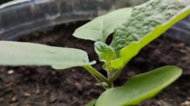 Patlıcan fideleri sabah güneşine maruz kalmış plastik kaplarda iyi yetişiyor.