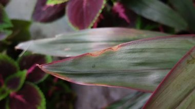 Bitkilerin kuru yaprak uçları. Hastalıklar, haşereler, susuzluk veya uygun olmayan toprak koşulları gibi faktörler