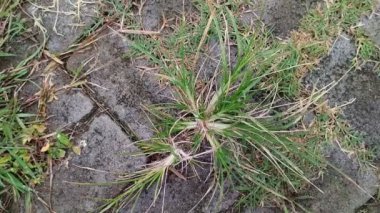 Sambau otları ya da kaldırım taşlarında büyüyen kemik çimenleri. Çimenler bilimsel olarak Eleusine indica Gaertn olarak bilinir..