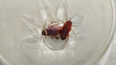 Cama giren iki hamamböceği.