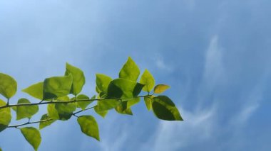 Gün boyunca güneş ışığı yeşil yaprakların arasından süzülür. Bitkilerde fotosentez süreci. doğal arkaplan