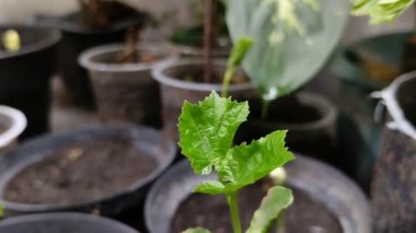 Siyah plastik kaplarda yetişen acı kavun tohumları (Momordica charantia L)