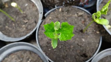 Siyah plastik kaplarda yetişen acı kavun tohumları (Momordica charantia L)