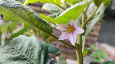 Patlıcan çiçekleri sabah açar.