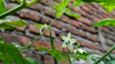 Çili çiçekli yağmur damlaları