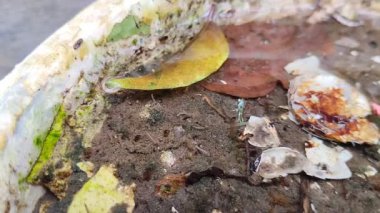 Plastik kovalarda su birikintilerindeki sivrisinek larvaları.