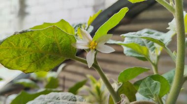 Patlıcan çiçekleri sabah açar.