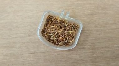Ahşap bir arka planda kuş yemliğinde küçük kurtçuklar ya da kafes tırtılları