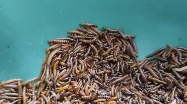 Yeşil plastik bir kapta daha az kurtçuk ya da kafes tırtılı. Protein ve enerji açısından zengin bir besin kaynağı, kuşlar ve süs balıkları için çok uygun bir besin kaynağı..