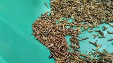 Yeşil plastik bir kapta daha az kurtçuk ya da kafes tırtılı. Protein ve enerji açısından zengin bir besin kaynağı, kuşlar ve süs balıkları için çok uygun bir besin kaynağı..