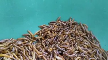 Yeşil plastik bir kapta daha az kurtçuk ya da kafes tırtılı. Protein ve enerji açısından zengin bir besin kaynağı, kuşlar ve süs balıkları için çok uygun bir besin kaynağı..