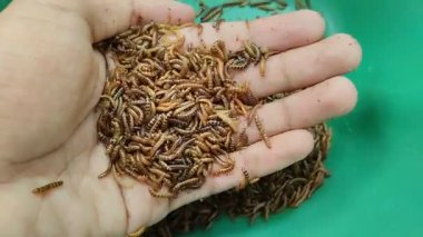 Yeşil plastik bir konteynırda daha az kurtçuk ya da kafes tırtılı bulunduruyor. Protein ve enerji açısından zengin bir besin kaynağı, kuşlar ve süs balıkları için çok uygun bir besin kaynağı..