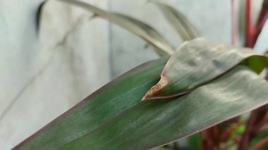 Bitkilerin kuru yaprak uçları. Hastalıklar, haşereler, susuzluk veya uygun olmayan toprak koşulları gibi faktörler