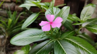 Bakire ayağının çiçeği (Catharanthus Roseus Don) sabah güzel bir şekilde açar.