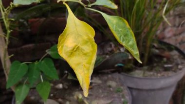 Acı biber yaprağı küfü. Bu Phytophthora mantarı yüzünden. Phytophthora, biber bitkilerinde hastalığa ve hasara yol açabilen bir mantar türüdür.