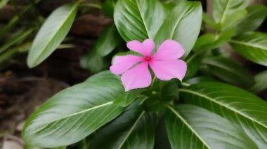 Bakire ayağının çiçeği (Catharanthus Roseus Don) sabah güzel bir şekilde açar.