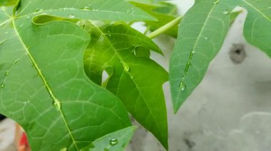 Üzerinde su damlaları olan papaya yaprağı. Papaya yapraklarının birçok sağlık yardımı vardır