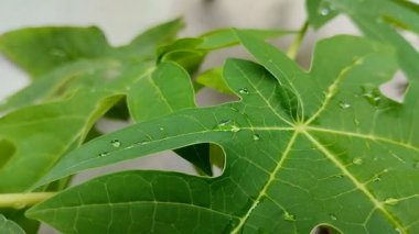 Üzerinde su damlaları olan papaya yaprağı. Papaya yapraklarının birçok sağlık yardımı vardır