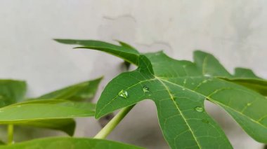 Üzerinde su damlaları olan papaya yaprağı. Papaya yapraklarının birçok sağlık yardımı vardır
