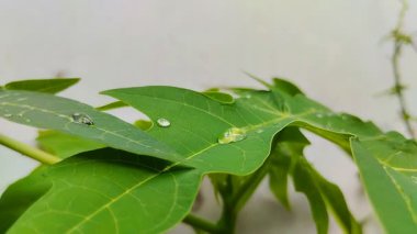 Üzerinde su damlaları olan papaya yaprağı. Papaya yapraklarının birçok sağlık yardımı vardır