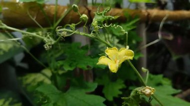 Acı karpuz bitkisi çiçekleri sabah güzel açar.