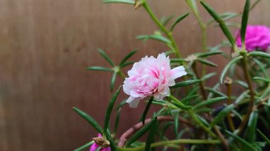 Pembe purslane ya da gül yosunu çiçekleri. Tahta bir arka planda saksıda çiçek açıyor.