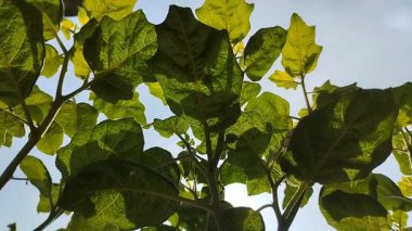 Gün boyunca güneş ışığı yeşil yaprakların arasından süzülür. Bitkilerde fotosentez süreci. doğal arkaplan