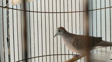 Güvercin ya da parmaklıklı kumru (Geopelia striata) evcil hayvan olarak tutulan bir kafeste